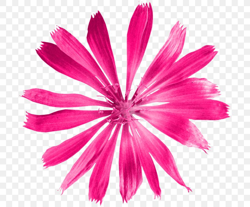 Petal Flower Watercolor Painting Drawing, PNG, 700x680px, Petal, Art, Cut Flowers, Drawing, English Language Download Free