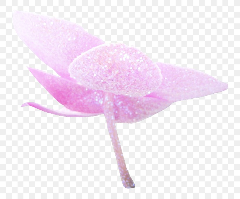 Pink M, PNG, 800x680px, Pink M, Flower, Petal, Pink Download Free