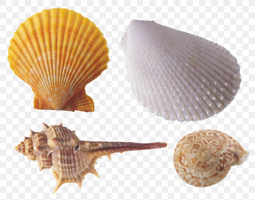 Seashell, PNG, 2987x2345px, Seashell, Clam, Clams Oysters Mussels And Scallops, Cockle, Conch Download Free