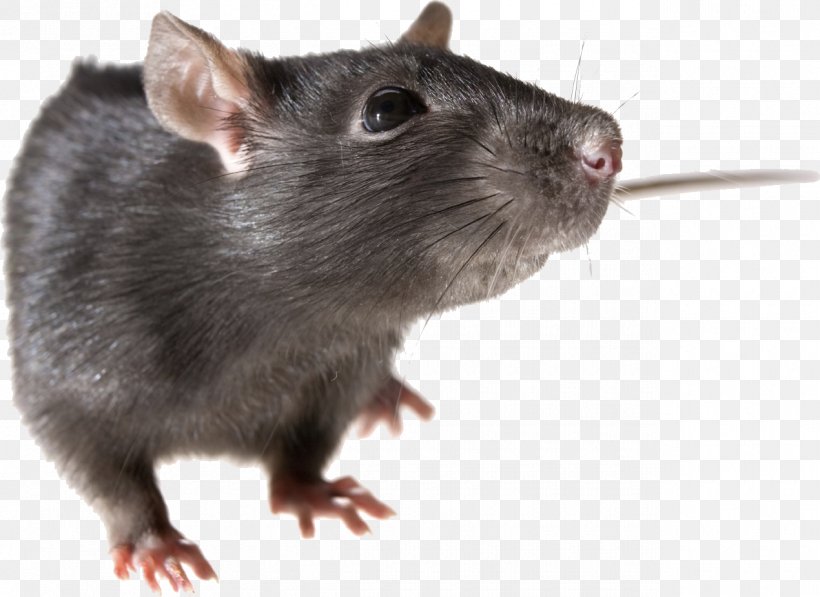 Mouse Rodent Black Rat, PNG, 1270x926px, Mouse, Black Rat, Fauna, Gerbil, Mammal Download Free