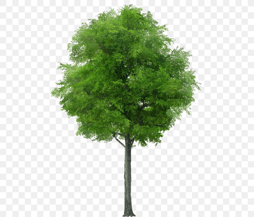 Tree Stock Photography Royalty-free, PNG, 513x700px, Tree, Alder, Ash, Branch, Evergreen Download Free