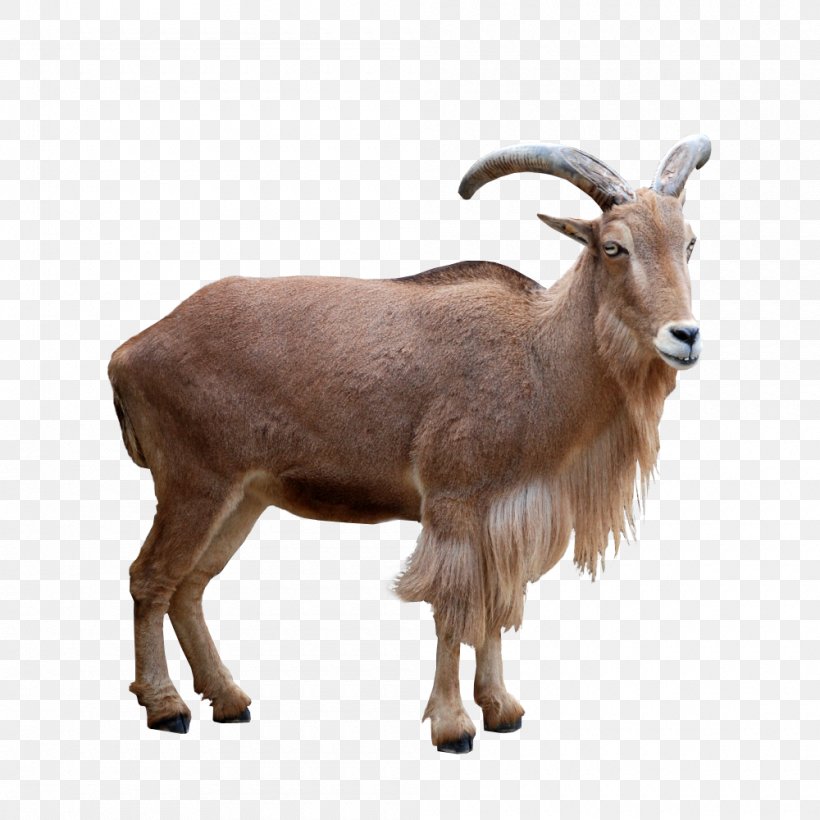 Barbari Goat Barbary Sheep Mouflon Deer, PNG, 1000x1000px, Barbari Goat, Animal, Antelope, Arabian Tahr, Barbary Sheep Download Free