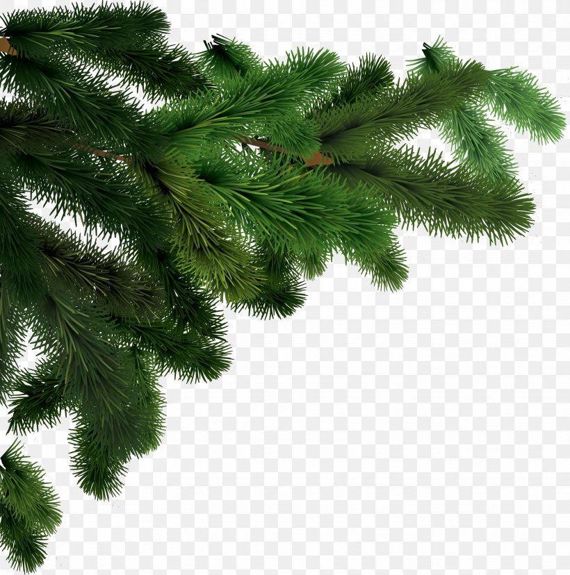 Fir Tree Clip Art, PNG, 3494x3531px, Fir, Branch, Christmas, Christmas Decoration, Christmas Ornament Download Free