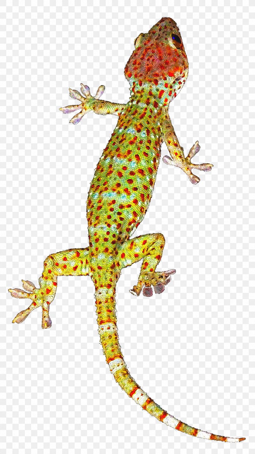 Gecko Clip Art, PNG, 1080x1920px, Gecko, Adhesion, Agama, Agamidae, Amphibian Download Free