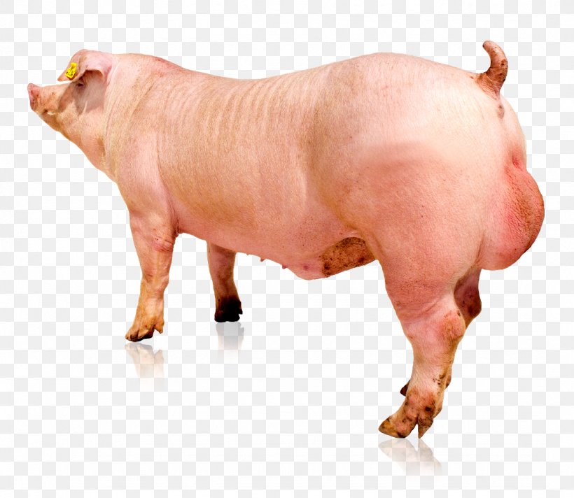 Hampshire Pig Danish Landrace Pig Duroc Pig Piétrain Genetics, PNG, 1074x933px, Hampshire Pig, Artificial Insemination, Biodigestor, Danish Landrace Pig, Domestic Pig Download Free