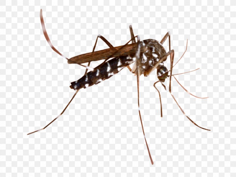 Thermacell Mosquito Mosquito Control Household Insect Repellents Marsh Mosquitoes, PNG, 866x650px, Thermacell Mosquito, Ant, Arthropod, Carpenter Ant, Fly Download Free