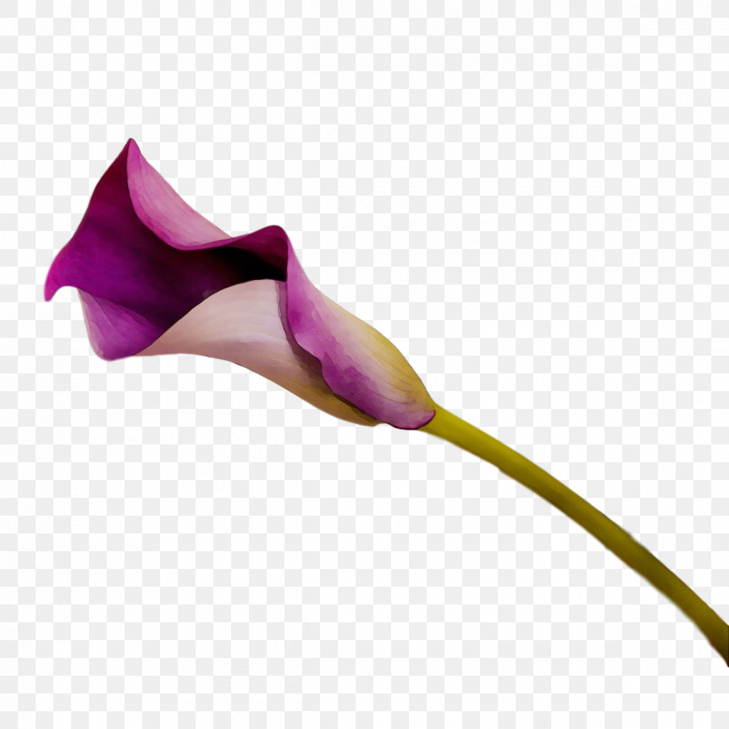 Rose, PNG, 1200x1200px, Watercolor, Arum Lilies, Bud, Flora, Flower Download Free