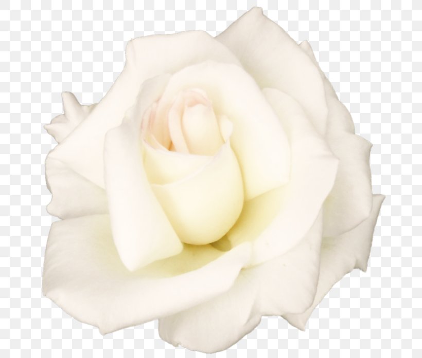 Flower Garden Roses Clip Art, PNG, 699x697px, Flower, Cabbage Rose, Cut Flowers, Flower Bouquet, Flowering Plant Download Free