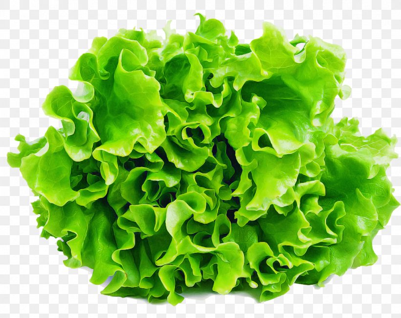 Green Lettuce Leaf Vegetable Blue Sow Thistle Leaf, PNG, 1024x811px, Green, Blue Sow Thistle, Flower, Food, Iceburg Lettuce Download Free