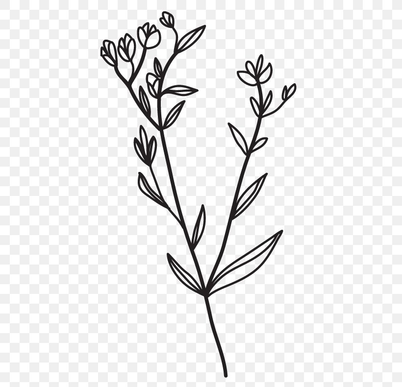 Twig Clip Art Plant Stem Leaf Line, PNG, 452x790px, Twig, Black, Black And White, Branch, Flora Download Free