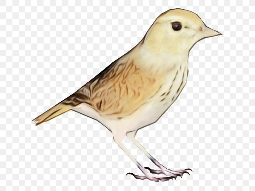 Bird Beak Finch Sparrow Songbird, PNG, 615x615px, Watercolor, Atlantic Canary, Beak, Bird, Finch Download Free