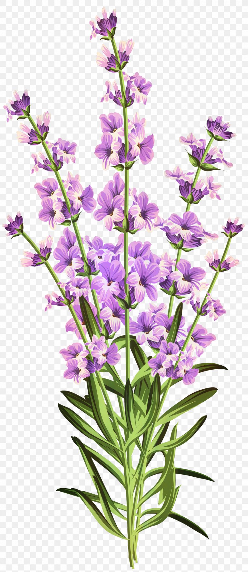 Flowers Background, PNG, 1304x2998px, Lavender, Common Sage, Cut Flowers, Dactylorhiza Praetermissa, English Lavender Download Free