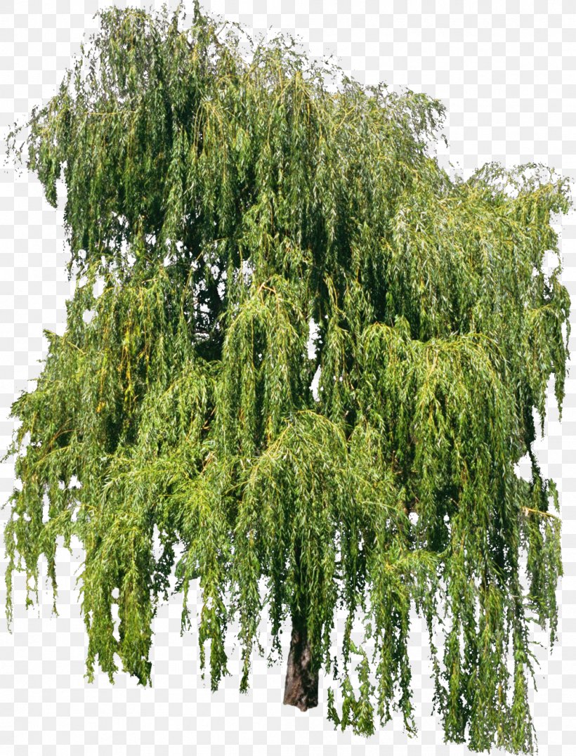 Tree Willow Voirie Plant Profil En Travers, PNG, 1036x1360px, Tree, Biome, Ecosystem, Evergreen, Forest Download Free