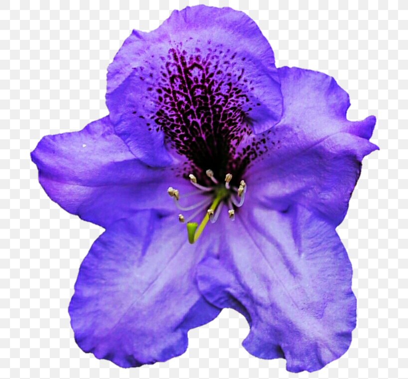 Violet Petal Annual Plant Herbaceous Plant, PNG, 719x762px, Violet, Annual Plant, Flower, Flowering Plant, Herbaceous Plant Download Free