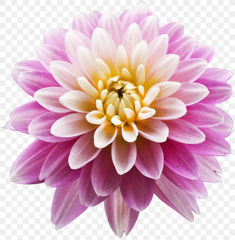 Dahlia Pink Flowers, PNG, 955x974px, Dahlia, Annual Plant, Aster, Blue, Chrysanths Download Free