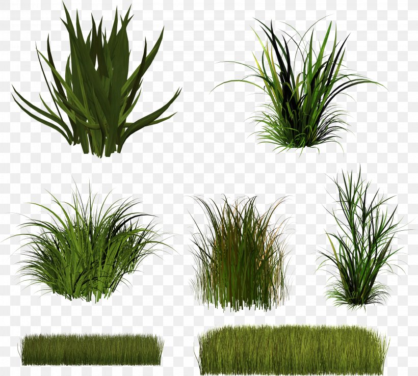 Download Herbaceous Plant Clip Art, PNG, 3167x2853px, Herbaceous Plant, Arecaceae, Arecales, Drawing, Evergreen Download Free