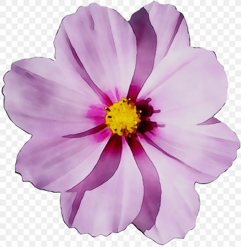 Flower Clip Art Image Transparency, PNG, 1053x1081px, Flower, Annual Plant, Blossom, Cosmos, Daisy Family Download Free