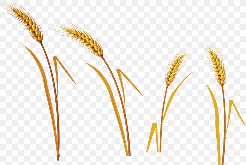 Kasha Caryopsis Oat Wheat, PNG, 5143x3453px, Kasha, Buckwheat, Caryopsis, Cereal, Commodity Download Free