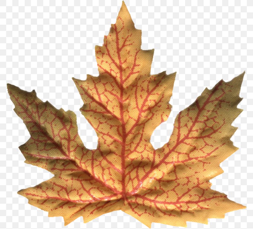Maple Leaf Paper, PNG, 780x742px, Maple Leaf, Leaf, Maple, Paper, Plant Download Free