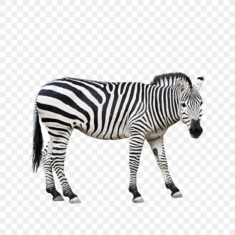 Zebra Stock Photography Clip Art, PNG, 2953x2953px, Zebra, Black, Black And White, Grxe9vys Zebra, Horse Like Mammal Download Free