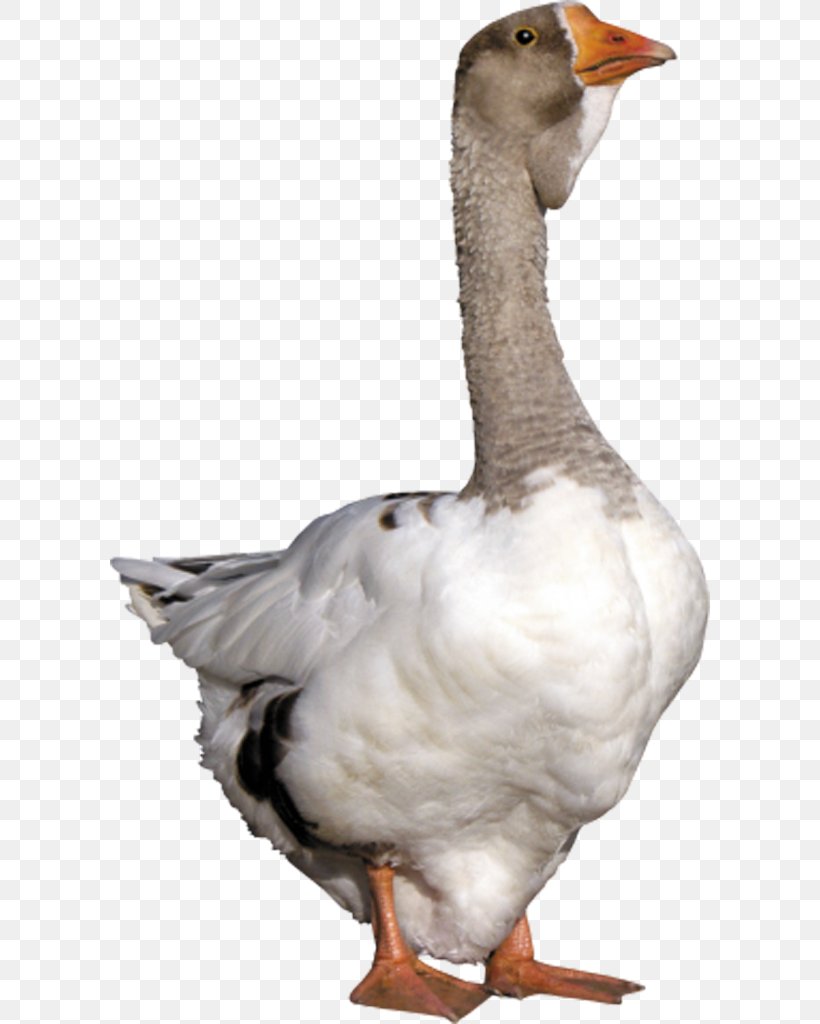 Goose Duck Download, PNG, 600x1024px, Goose, Beak, Bird, Duck, Ducks Geese And Swans Download Free