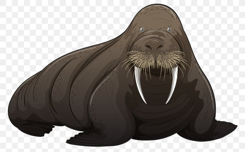 Walrus Royalty-free Illustration, PNG, 800x511px, Walrus, Carnivoran, Drawing, Fauna, Fur Download Free