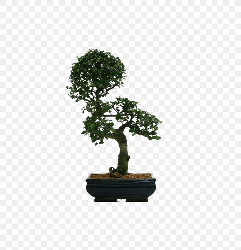 Chinese Sweet Plum Flowerpot Tree Sageretia, PNG, 700x850px, Chinese Sweet Plum, Bonsai, Flowerpot, Houseplant, Plant Download Free