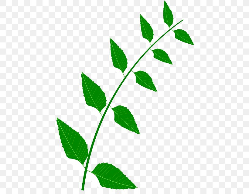 Clip Art Image Vector Graphics Medicinal Plants, PNG, 461x640px, Medicinal Plants, Branch, Drawing, Flower, Leaf Download Free