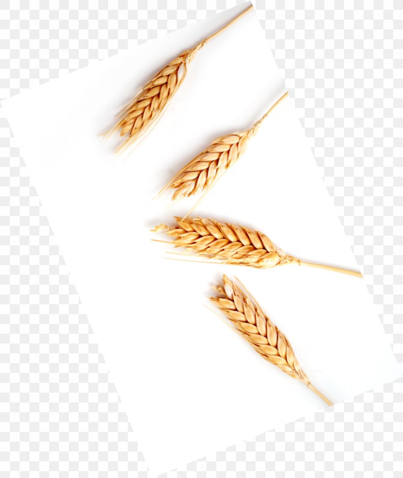 Food Grain Emmer Cereal Germ Grasses, PNG, 844x1003px, Food Grain, Cereal, Cereal Germ, Commodity, Embryo Download Free