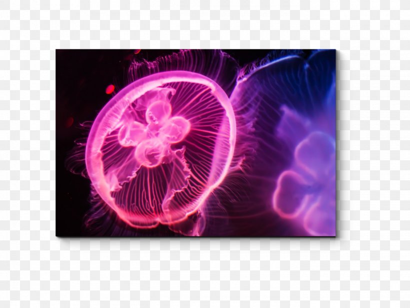 Jellyfish Stock Photography, PNG, 1400x1050px, Jellyfish, Blue Jellyfish, Fototapeta, Invertebrate, Magenta Download Free
