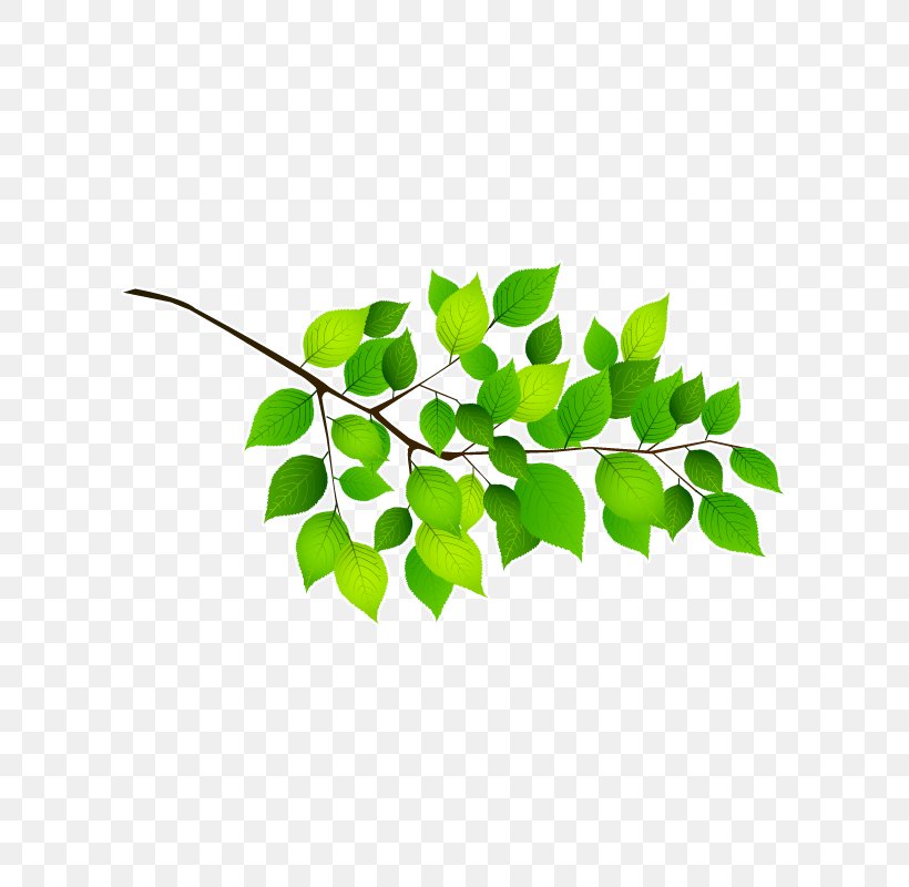 Twig Branch Leaf Adhesive Sticker, PNG, 800x800px, Twig, Adhesive, Branch, Cerasus, Flowerpot Download Free