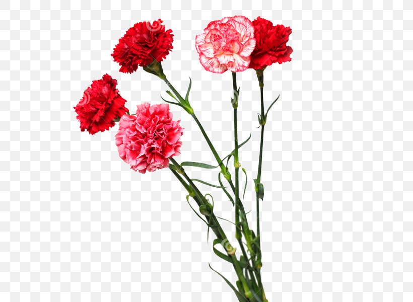 Carnation Cut Flowers Floral Design Flower Bouquet, PNG, 600x600px, Carnation, Annual Plant, Cut Flowers, Dianthus, Floral Design Download Free