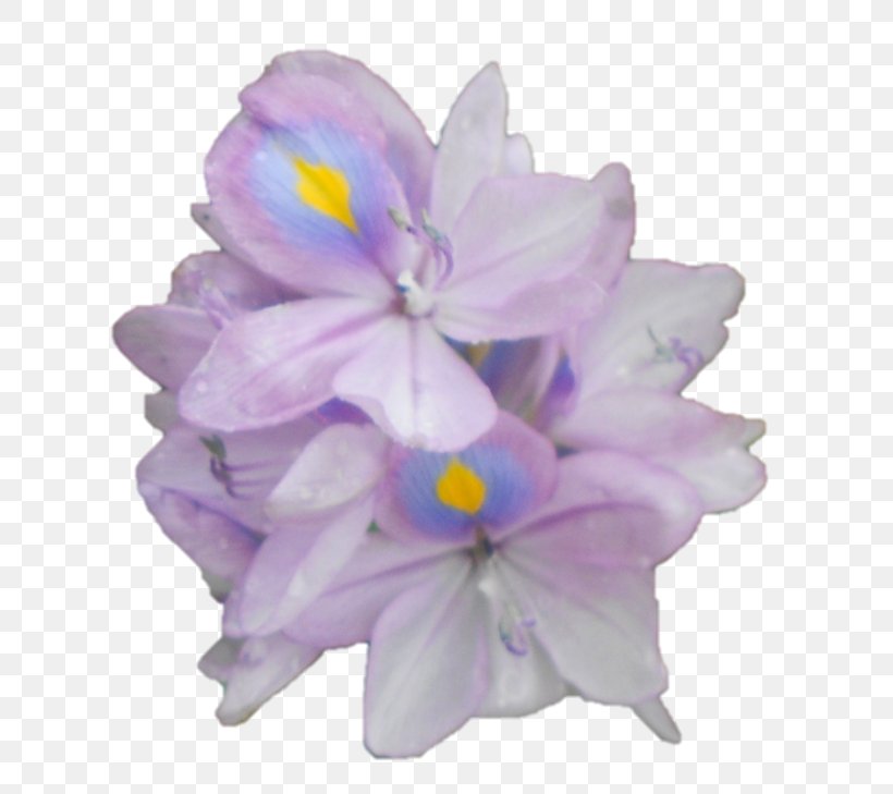 Hyacinth Violet Herbaceous Plant Family, PNG, 664x729px, Hyacinth, Family, Flower, Flowering Plant, Herbaceous Plant Download Free