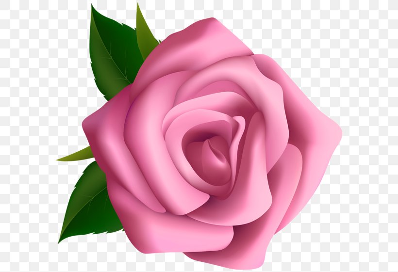 Rose Pink Clip Art, PNG, 600x561px, Rose, Blog, China Rose, Close Up, Cut Flowers Download Free