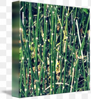 Grasses Fargesia Murielae Bamboo Garden Flowerpot Png