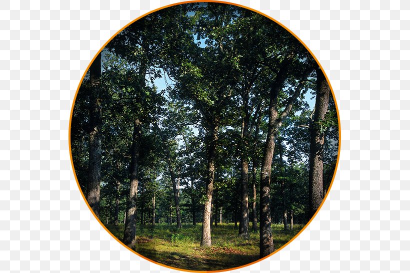 American Whiskey Barrel Oak Woodland, PNG, 545x545px, Whiskey, Alcohol Industry, American Whiskey, Barrel, Biome Download Free