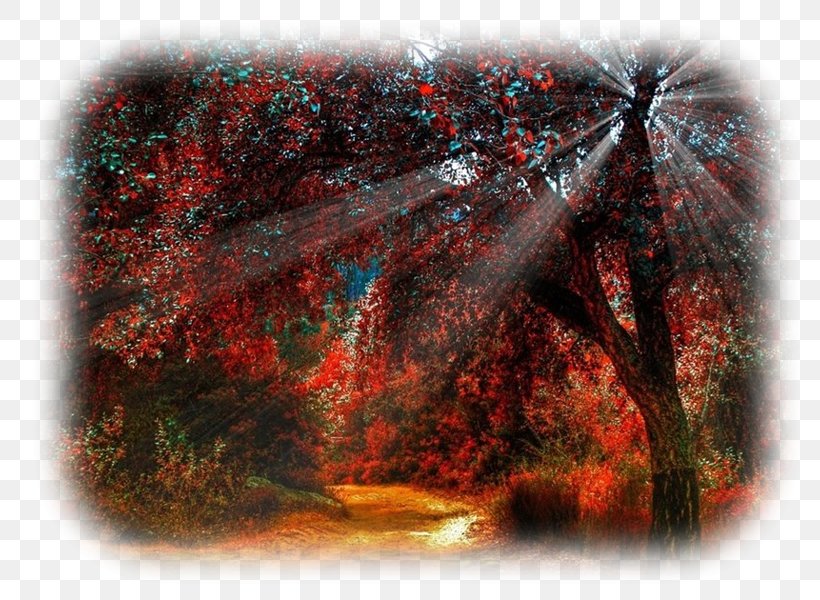 Forest Tree Sunlight Autumn, PNG, 800x600px, Forest, Autumn, Autumn Leaf Color, Color, Dawn Download Free
