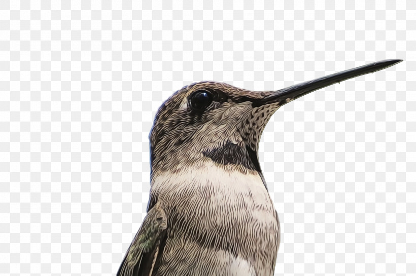 Hummingbird, PNG, 1920x1278px, Bird, Beak, Hummingbird, Paint, Watercolor Download Free