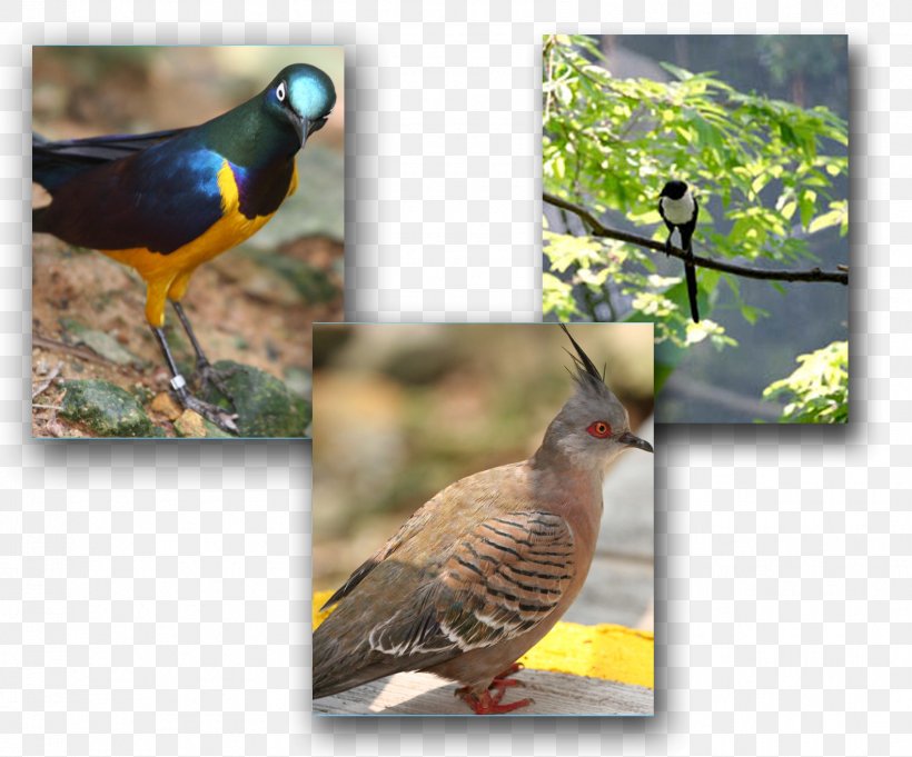Beak Galliformes Fauna Wildlife Cuckoos, PNG, 1582x1315px, Beak, Bird, Cuckoos, Cuculiformes, Fauna Download Free