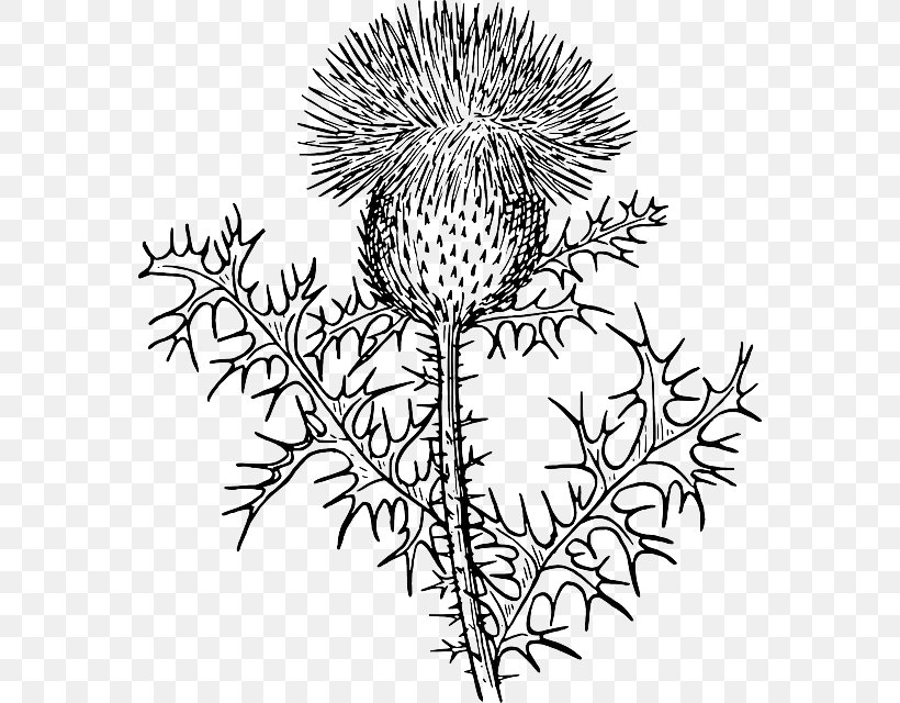 Clip Art Drawing Weed Garden Image, PNG, 568x640px, Drawing, Artwork, Black And White, Branch, Flora Download Free