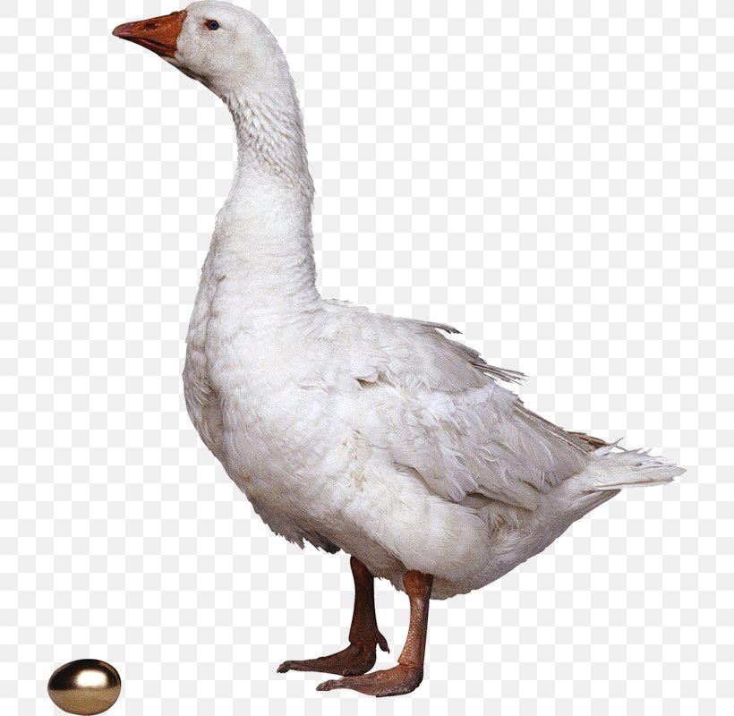 Grey Geese Domestic Goose Clip Art, PNG, 714x800px, Grey Geese, Beak, Bird, Chicken, Digital Image Download Free