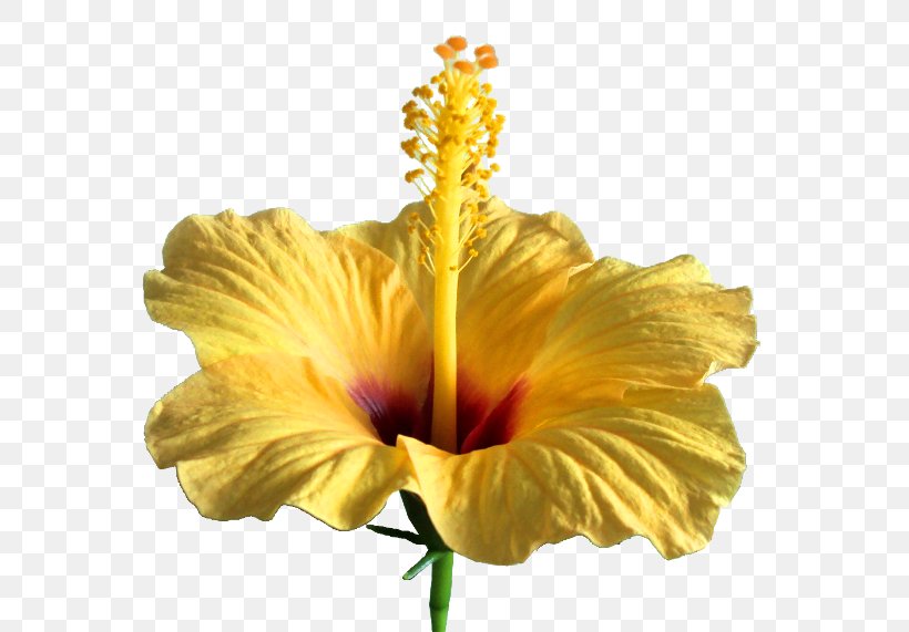 Shoeblackplant Flower Petal Clip Art, PNG, 650x571px, Shoeblackplant, Chinese Hibiscus, Common Hibiscus, Floral Design, Flower Download Free