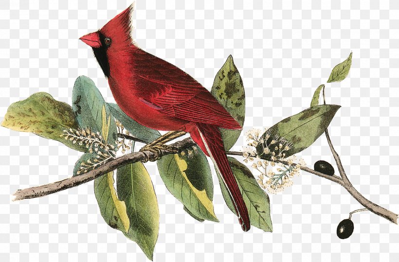 The Birds Of America Painting National Audubon Society Northern Cardinal, PNG, 1800x1184px, Birds Of America, Art, Beak, Bird, Branch Download Free