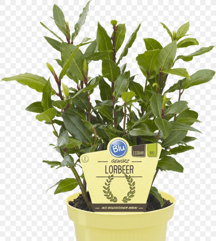 Bay Laurel Lovage Embryophyta Tree Portuguese Laurel, PNG, 870x973px, Bay Laurel, Embryophyta, Flowerpot, Garden, Hedge Download Free