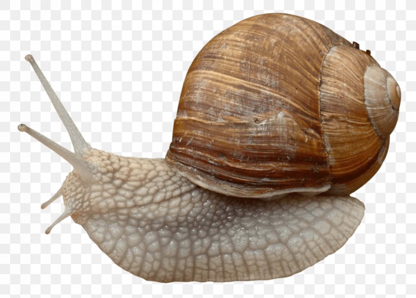 Burgundy Snail Gastropods Slug, PNG, 850x609px, Snail, Achatina Achatina, Animal, Burgundy Snail, Cockle Download Free