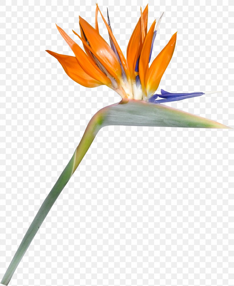 Flower, PNG, 2312x2831px, Flower, Flora, Flowering Plant, Leaf, Petal Download Free