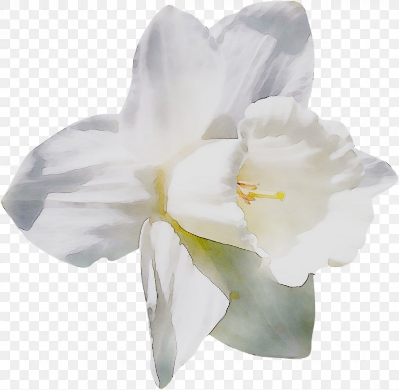 Jersey Lily Narcissus Moth Orchids Belladonna, PNG, 1215x1188px, Jersey Lily, Amaryllis, Amaryllis Belladonna, Amaryllis Family, Belladonna Download Free