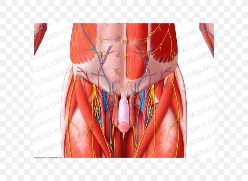 Muscle Blood Vessel Pelvis Nerve Anatomy, PNG, 600x600px, Watercolor, Cartoon, Flower, Frame, Heart Download Free