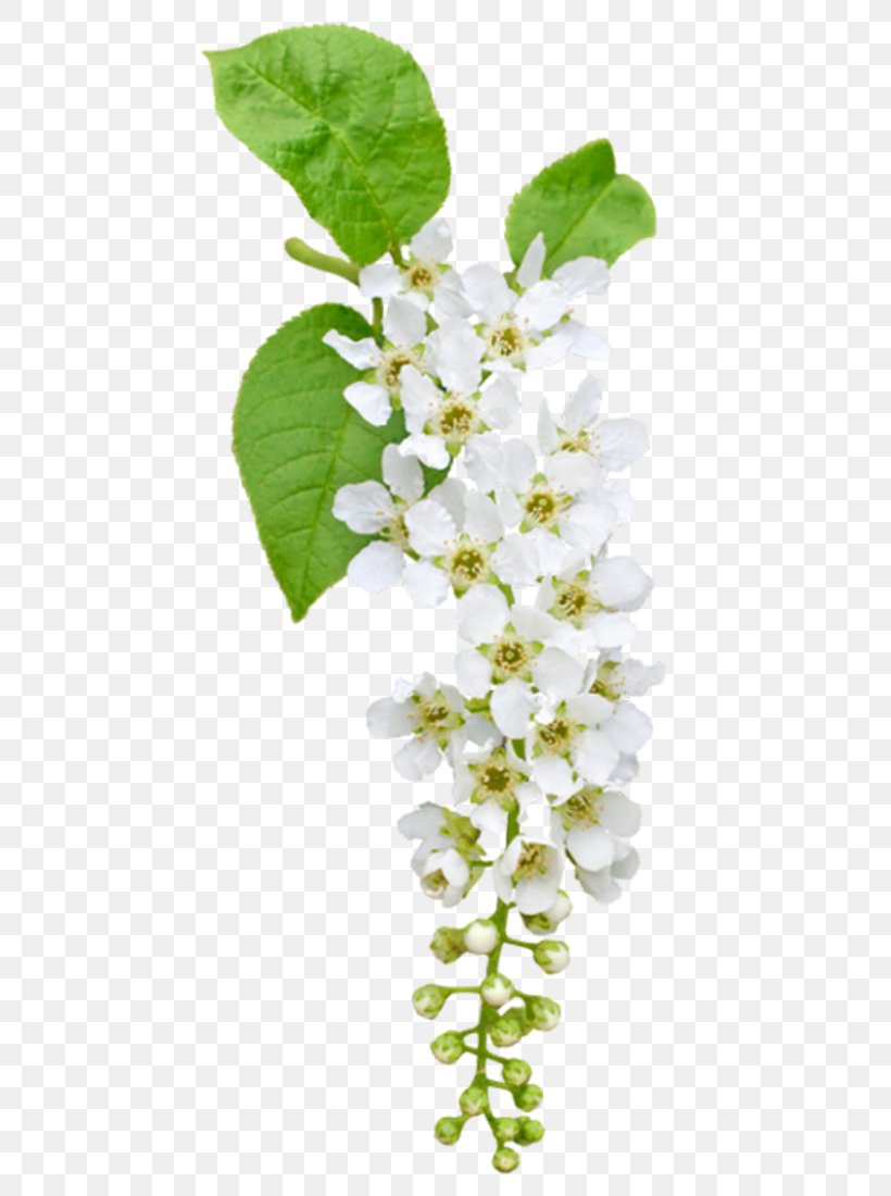 Prunus Padus Flower Clip Art, PNG, 600x1100px, Prunus Padus, Branch, Flower, Leaf, Plant Download Free