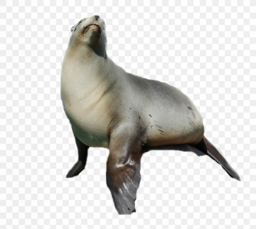 Sea Lion Harbor Seal Animal, PNG, 839x750px, Sea Lion, Animal, Fauna, Harbor Seal, Lion Download Free